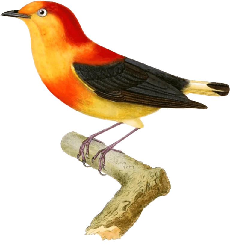 Pintura do pássaro Arapuru